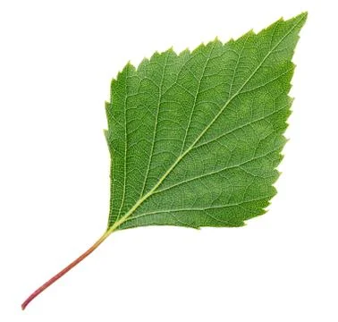 Leaf of birch tree isolated on white background Stock Photos