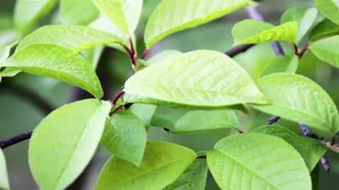 Leaf bird cherry Stock Footage 150664614
