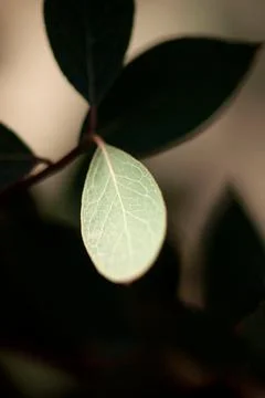 Leaf with Black and Brown Background Stock Photos