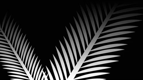 Leaf on black background,best animation in 4k. Stock Footage 208904220