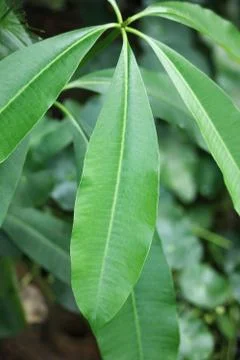 Leaf of Blackboard Tree, Devil Tree Stock Photos