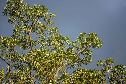 Leaf of Blackboard Tree or  Devil Tree Stock Photos