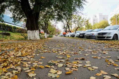 Leaf blanket Stock Photos