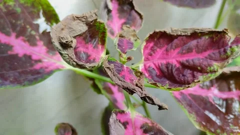 Leaf blight disease in coleus plants Stock Footage 301943907