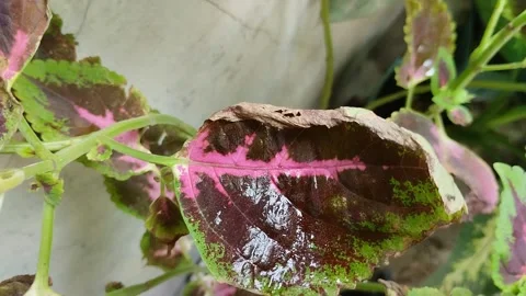 Leaf blight disease in coleus plants Stockbeeldmateriaal 301943908