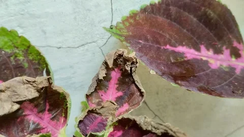 Leaf blight disease in coleus plants Stockbeeldmateriaal 301944016