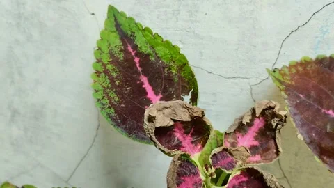 Leaf blight disease in coleus plants Stockbeeldmateriaal 301944017