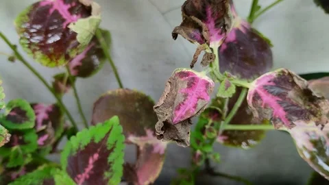 Leaf blight disease in coleus plants Stockbeeldmateriaal 301944019