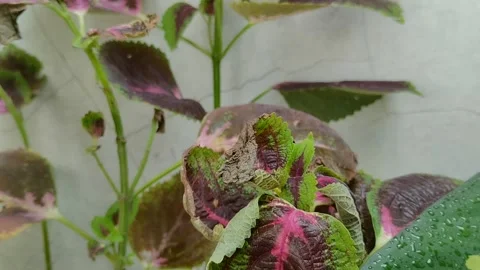Leaf blight disease in coleus plants Stockbeeldmateriaal 301944037