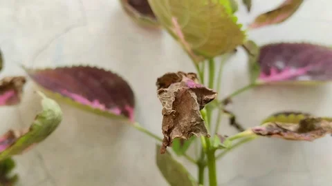 Leaf blight disease in coleus plants Stockbeeldmateriaal 301944039