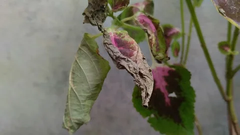 Leaf blight disease in coleus plants Stock Footage 301944052