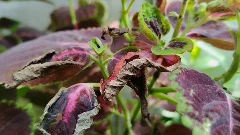 Leaf blight disease in coleus plants Stock Footage 302153840