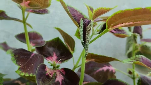 Leaf blight disease in coleus plants Stockbeeldmateriaal 302153841