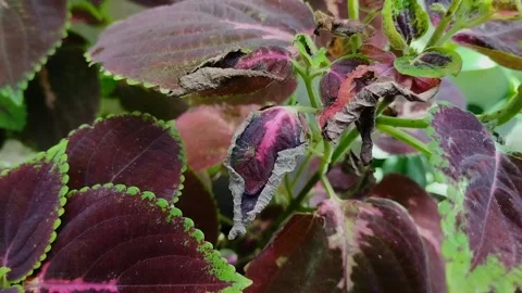 Leaf blight disease in coleus plants Stockbeeldmateriaal 302153852