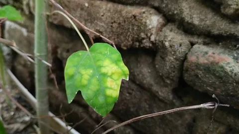 Leaf blight Stock Footage 301419369