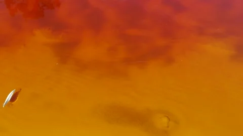 Leaf in the blood water Stock Footage 103057238
