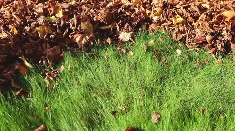Leaf blower in action Stock Footage 68082113