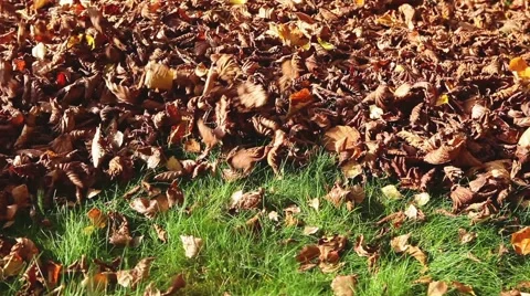 Leaf blower in action Stock Footage 68082478