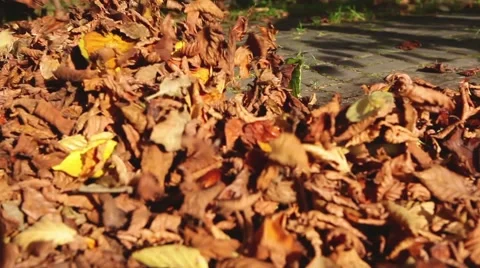 Leaf blower in action Stock Footage 68091173
