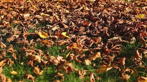 Leaf blower in action Stock Footage 69098697