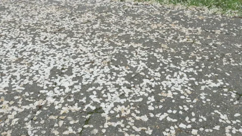 Leaf blower blowing crabapple blossom petals from the sidewalk, Westerville Stock Footage 140446838