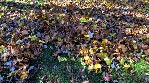 Leaf Blower Blowing Leaves 動画素材 252149525