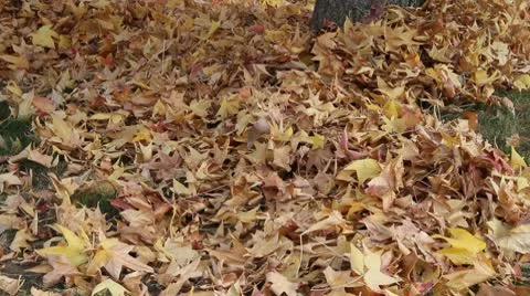 Leaf blower Stock Footage 8981552