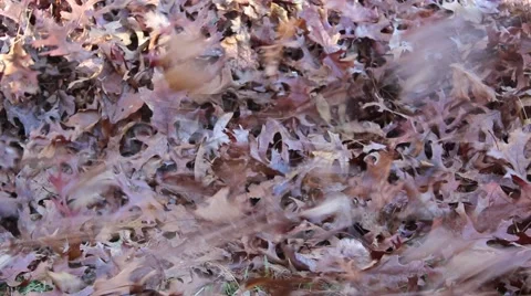Leaf blower moving leaves Stock Footage 45118750