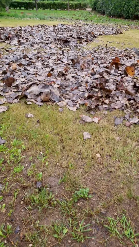 A leaf blower is used to gather fallen leaves on a lawn in a park setting. Stock Footage 300678113