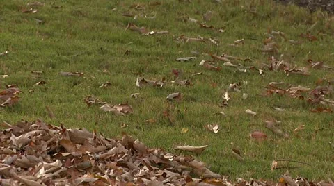 Leaf Blowers Blowing Leaves Video stock 12358741