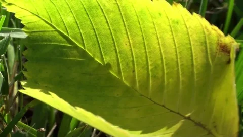 Leaf blowing in the breeze on a patch of grass Stock Footage 93781996