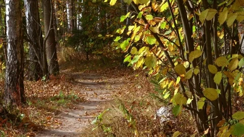Leaf blowing in fall forest on sunny warm day. Autumn woodland landscape  Stock Footage 280552653