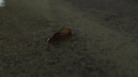 Leaf blowing over into water puddle in super slow motion Stock Footage 22958448