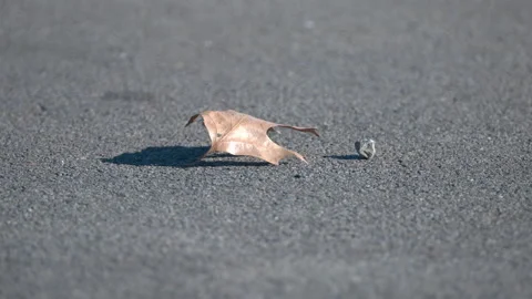 Leaf Blowing On Pavement Stock Footage 223905138
