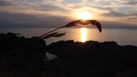 Leaf Blowing in the Sea Breeze - Sunset Stock Footage 143117538