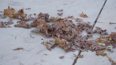Leaf blowing in slow-motion HD Stock Footage 120302761