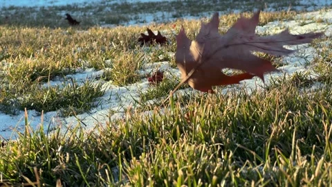 Leaf Blowing Towards Camera on Snowy Lawn Stock Footage 300989109