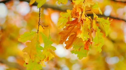 A leaf blowing wind Stock Footage 8915530
