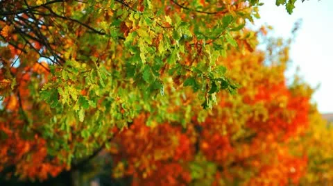 Leaf blowing wind Stock Footage 8915586