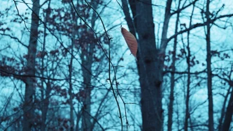 Leaf blowing in the wind 스톡 동영상 261118171