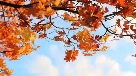 A leaf blowing wind in the sky Stock Footage 8915319