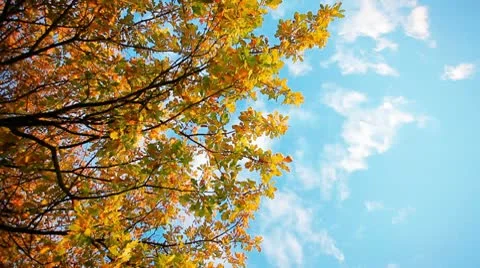 A leaf blowing wind in the sky Stock Footage 8915455