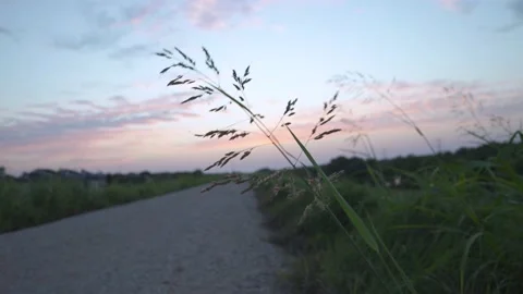 Leaf Blowing in Wind at Sunset Stock Footage 144227644