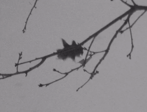 Leaf blowing in wind in winter snow storm (Super 8, Black and white film) 動画素材 254191017