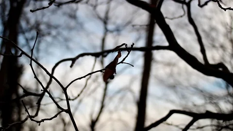 Leaf Blown by the Wind Stock Footage 99117217