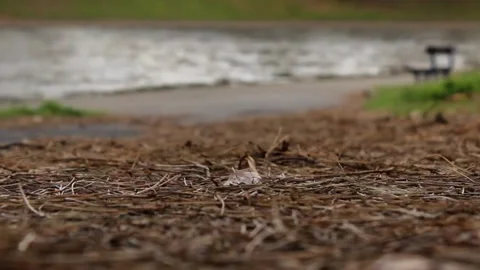 Leaf Blows In Breeze RAW Stock Footage 237260006