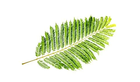 Leaf of blue jacaranda tree Stock-Fotos