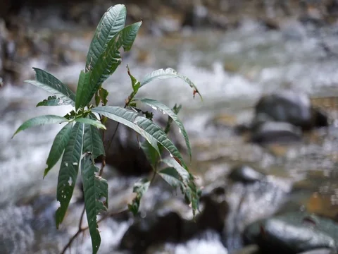 Leaf with blurry river in background Stock Footage 103917470