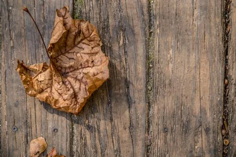 Leaf on the boardwalk Stock Photos