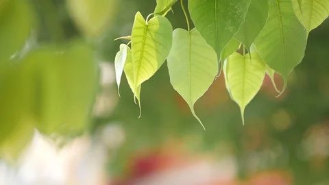 The Leaf of Bod hi and the sun in the Daylight Stock Footage 88714875